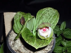 Bild von Cypripedium fargersii 3